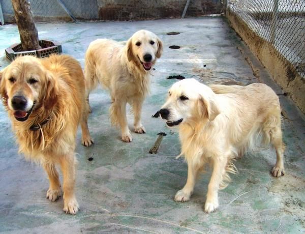 OPORTUNIDAD  CRIADORES Lotes de cria de retrievers .URGE por cierre.