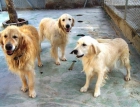 OPORTUNIDAD CRIADORES Lotes de cria de retrievers .URGE por cierre. - mejor precio | unprecio.es