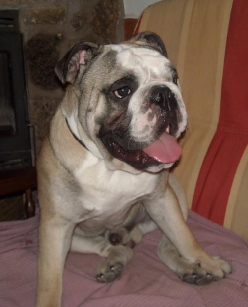 bulldog ingles busca novia