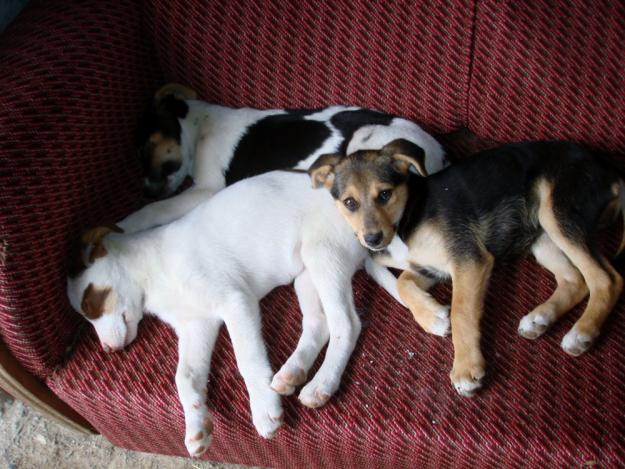 Cachorritos abandonados buscan hogar.