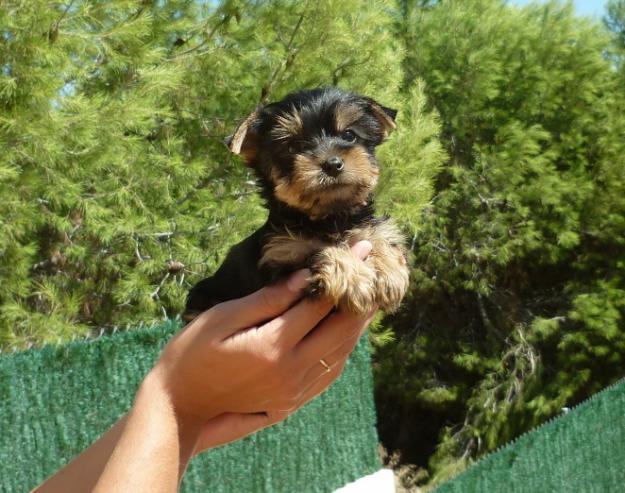 Cachorritos de Yorkshire toys y medianitos