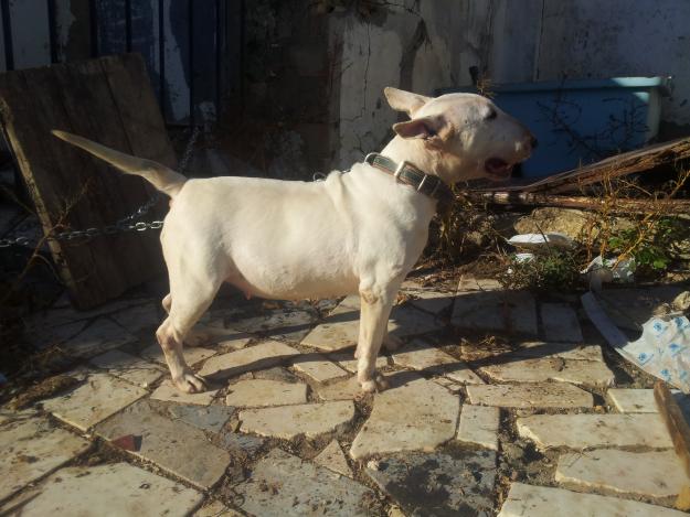 vendo o cambiio bull terrier