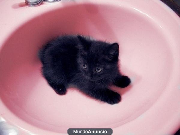 PEQUEÑO dulce gatito bebe busca una familia