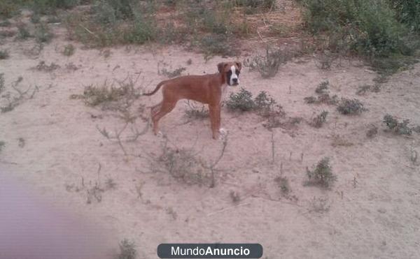 Cachorras de boxer economicas