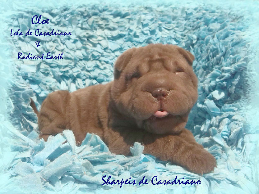 Cachorro Sharpei de todos los colores