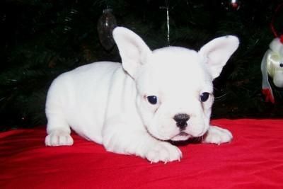 Preciosa camada de bulldog frances