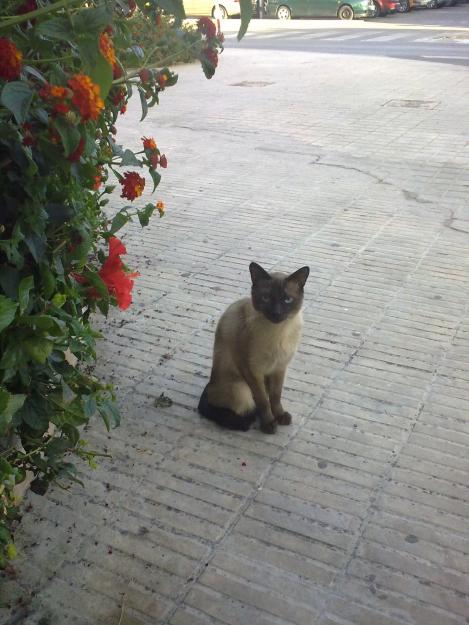 regalo gatito siames macho de 6 o 7 meses aprox. o gatito/a de 6 meses aprox color negro.