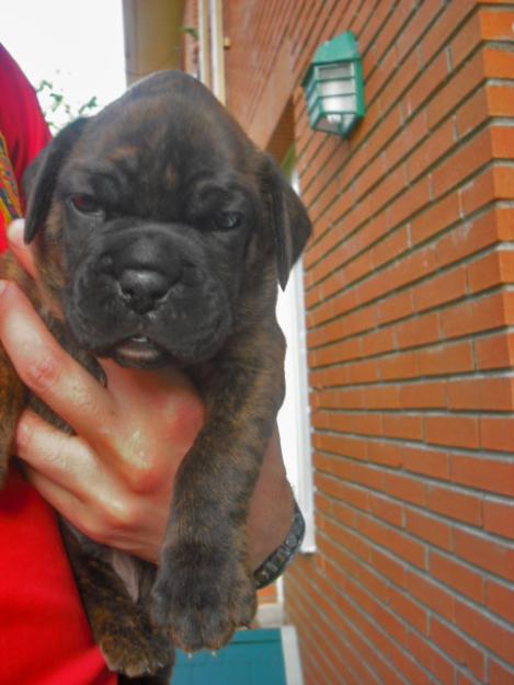 Ultimo cachorro de boxer