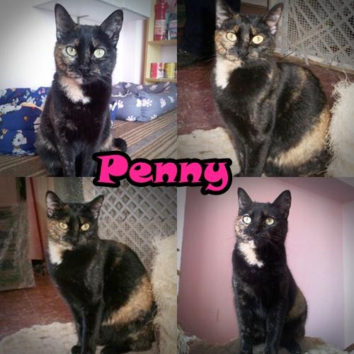 PENNY. Hermosa y cariñosa carey en adopción.