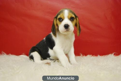 Beagle en madrid, Venir a verlos