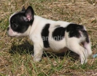 Bulldog frances excelente pedigree - mejor precio | unprecio.es
