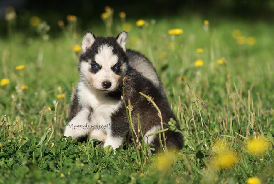 Cachorritos husky