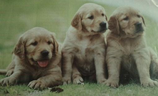 cachorros de golden retriever