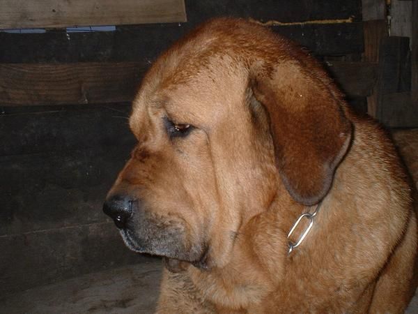 cachorros de mastin español