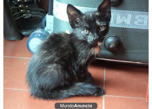 GATITA CAREY DE DOS MESES EN ADOPCIÓN!