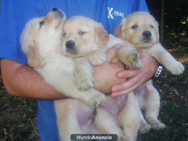 GOLDEN RETRIEVER CON PEDIGREE