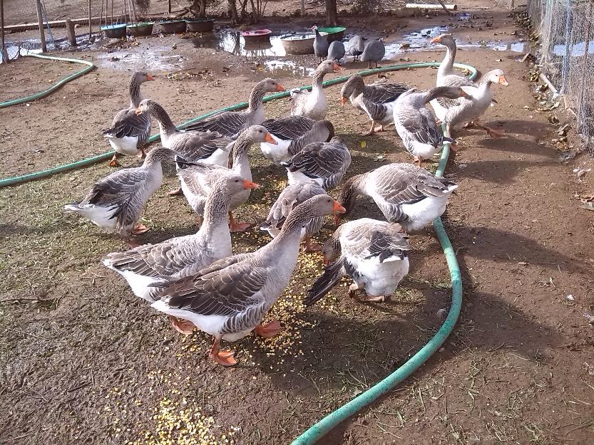 huevos fertiles de oca de varias razas puras