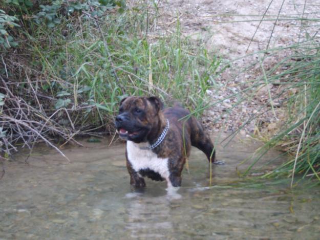 staffordshire bull terrier