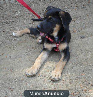 Adopción  cachorro hembra