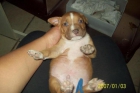 $$$ CACHORRO PITBULL$$$ - mejor precio | unprecio.es