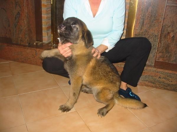 Akita-Inu hembra,250 Eur.