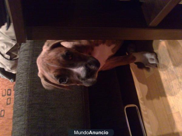 autentico cachorro de boxer atigrado