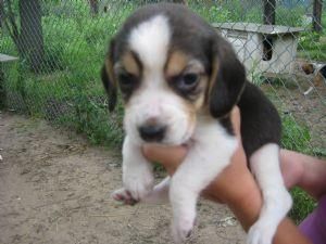 beagle cachorros gratis.