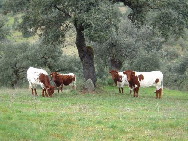 BERRENDAS VACAS