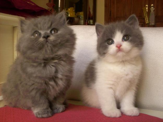 British shorthair