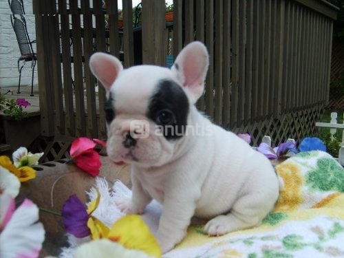 BULLDOG FRANCES CAMADA CON PEDIGREE  130