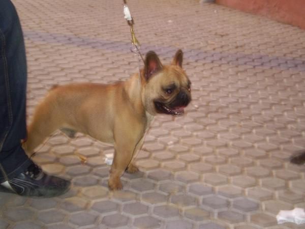 bulldog frances,macho y hembra