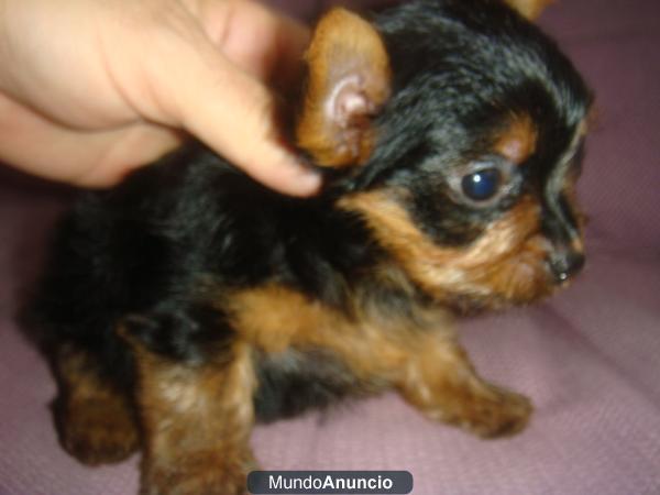 cachorritos de yorkshire terrier