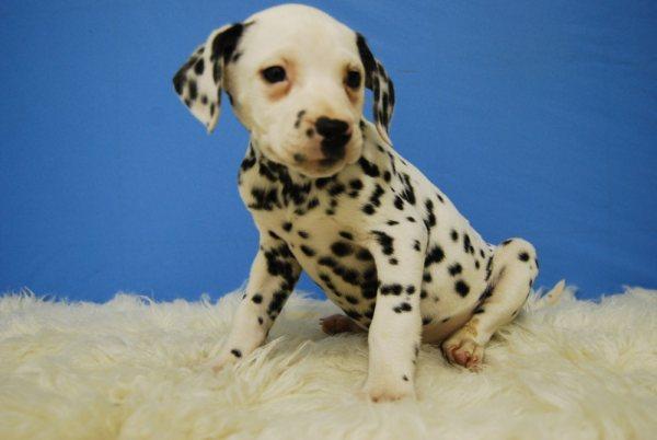 Dalmata cachorros con pedigree de raza y documentacion