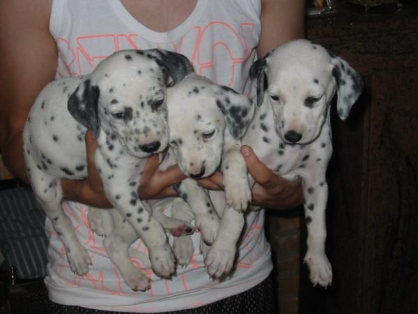 Dálmatas,cachorros,son los de la fotografia.