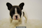 Dispongo de Bulldog Frances Fotos actuales no la de los Otros anuncios de 90 er - mejor precio | unprecio.es