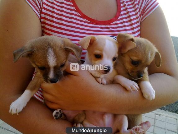 Regalo Precioso cachorro chihuahua