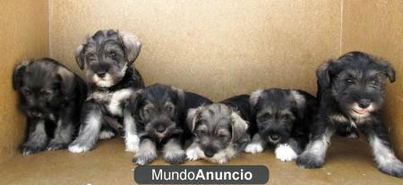 SCHNAUZER MINIATURA SAL Y PIMIENTA CON DOS MESES