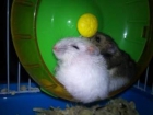 SE VENDE PAREJA DE HAMSTERS RUSOS. URGENTE!!! - mejor precio | unprecio.es