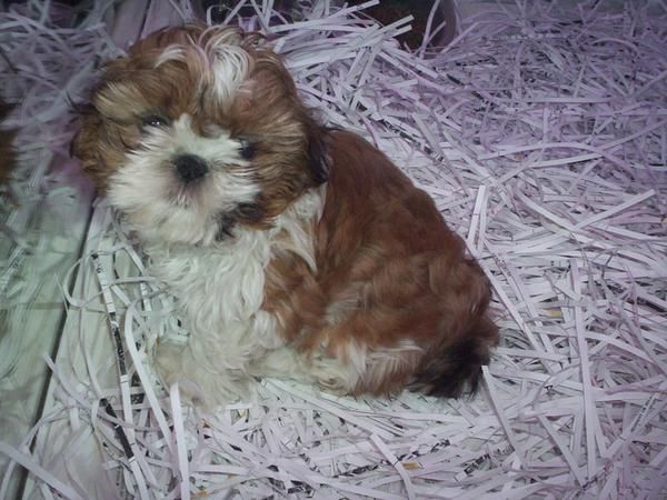 SHIH TZU CACHORROS EN VENTA