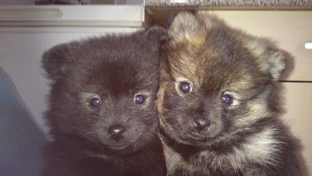 vendo cachorros de pomerania