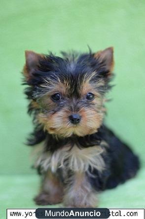 Yorky Macho, Muy Barato, Particular, Blanquito - Guipúzcoa