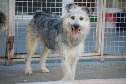 Adopta a Ganon