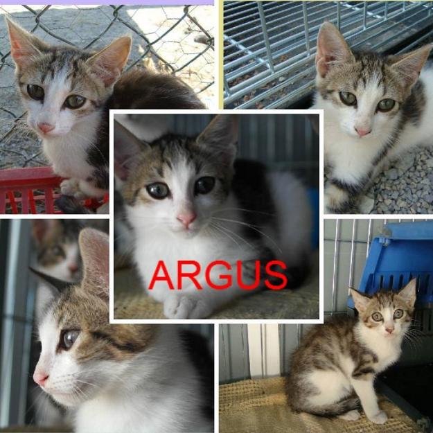 Argus, gato muy sociable y tranquilo busca adoptante