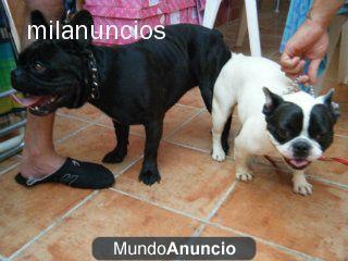 bull dog franceses camada cria nacionales ojo!! no trafico