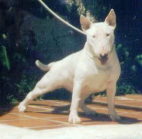 Busco Bull Terrier Hembra