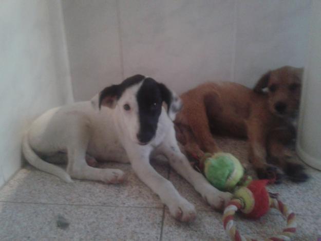 Busco hogar para dos cachorros encontrados