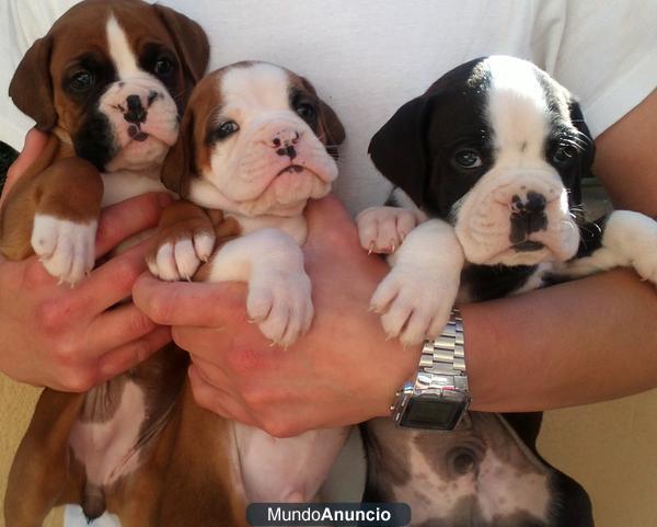 Cachorros de Boxer