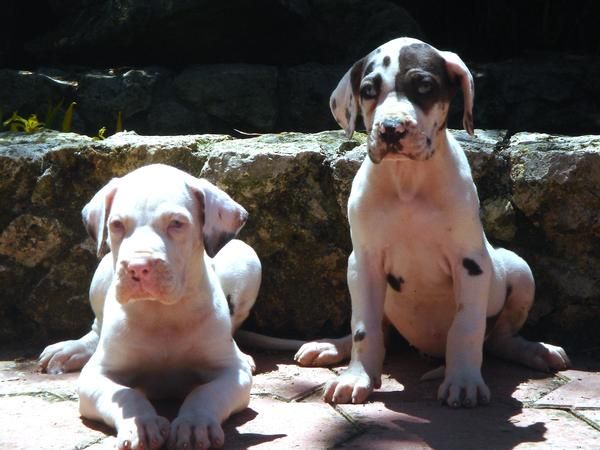 CACHORROS DE DOGO ALEMAN