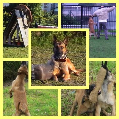 Cachorros Malinois Guardianes