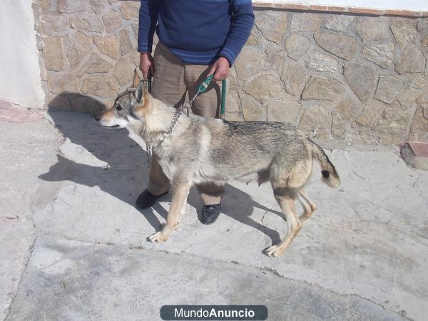 CACHORROS PERRO LOBO CHECOSLOVACO